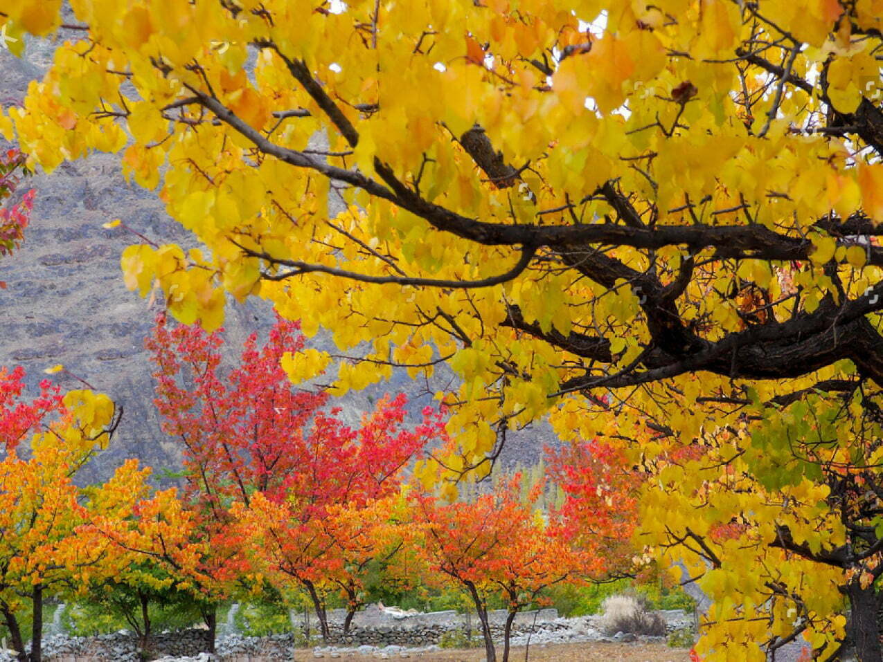 Northern Autumn Tour